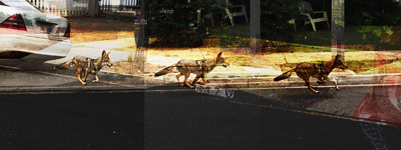 Illustrated portraits of urban coyotes in motion