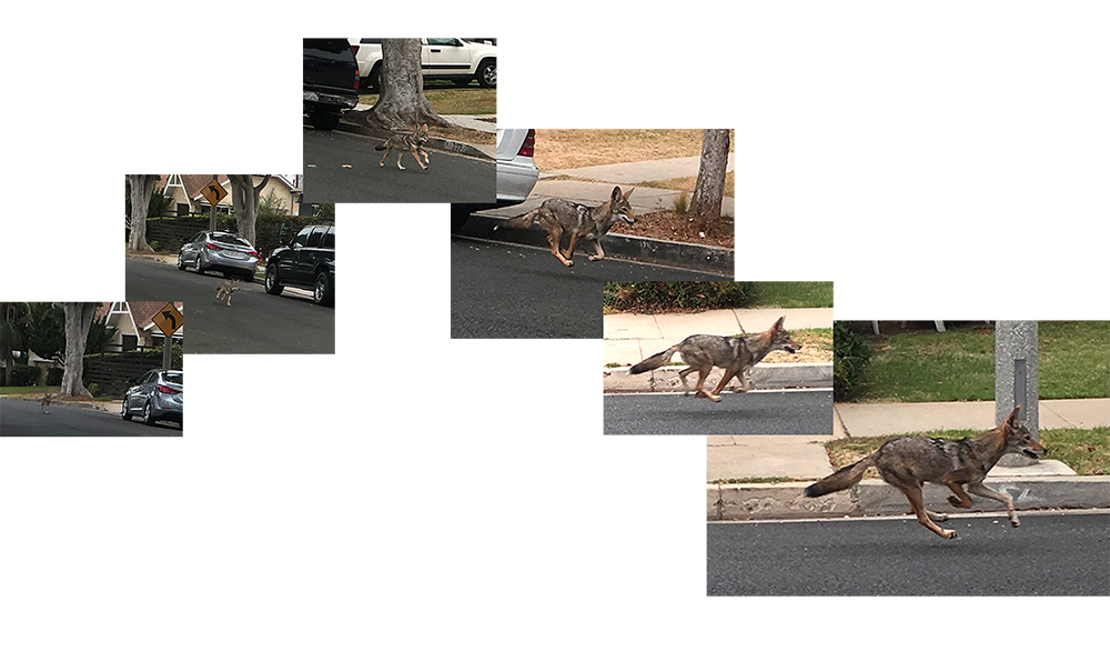 Coyote Running